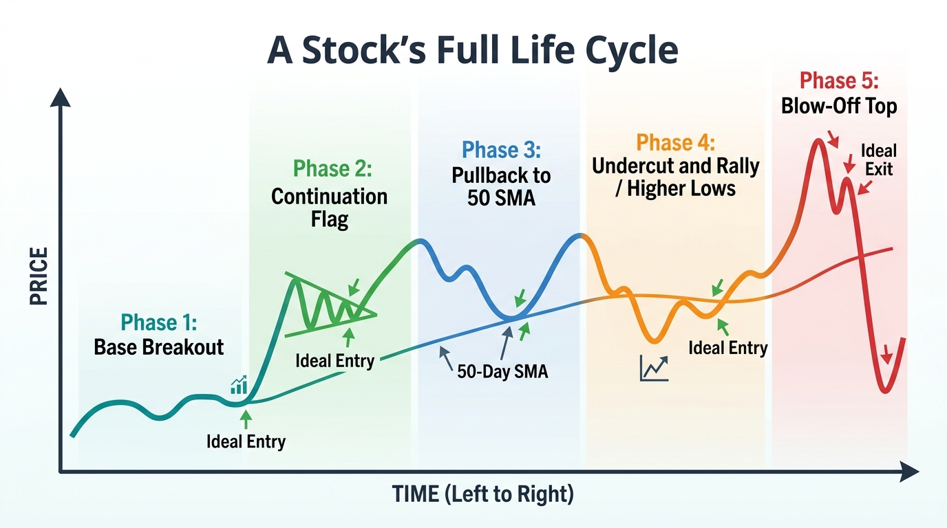 Diagram showing a stock life cycle with labeled phases from base breakout through continuation flag, 50 SMA pullback, undercut and rally, to blow-off top